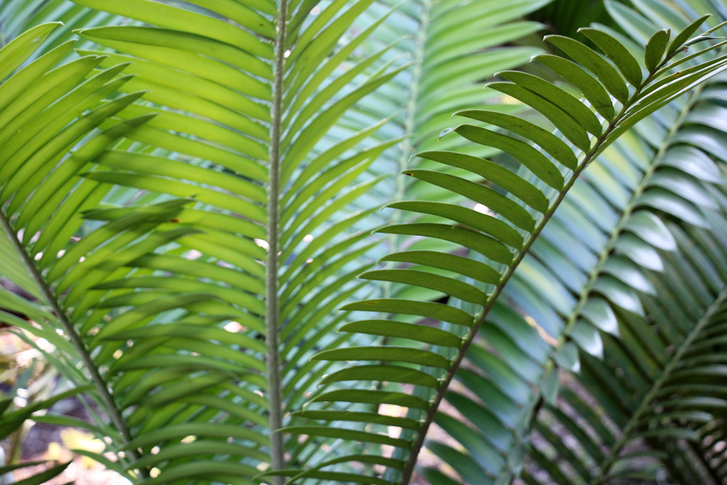 Muster Farben Formen Simbabwes Naturdesign 12