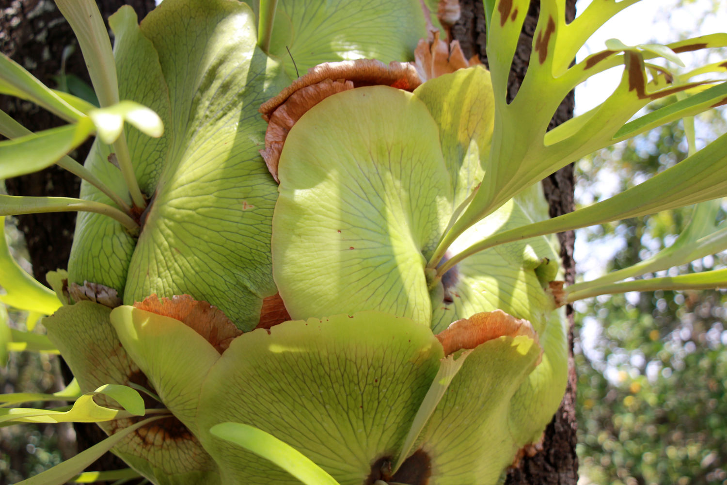 Muster Farben Formen Simbabwes Naturdesign 15