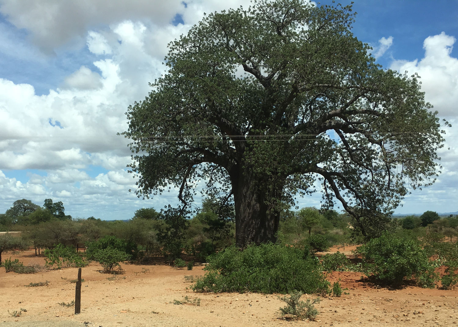 Muster Farben Formen Simbabwes Naturdesign 23