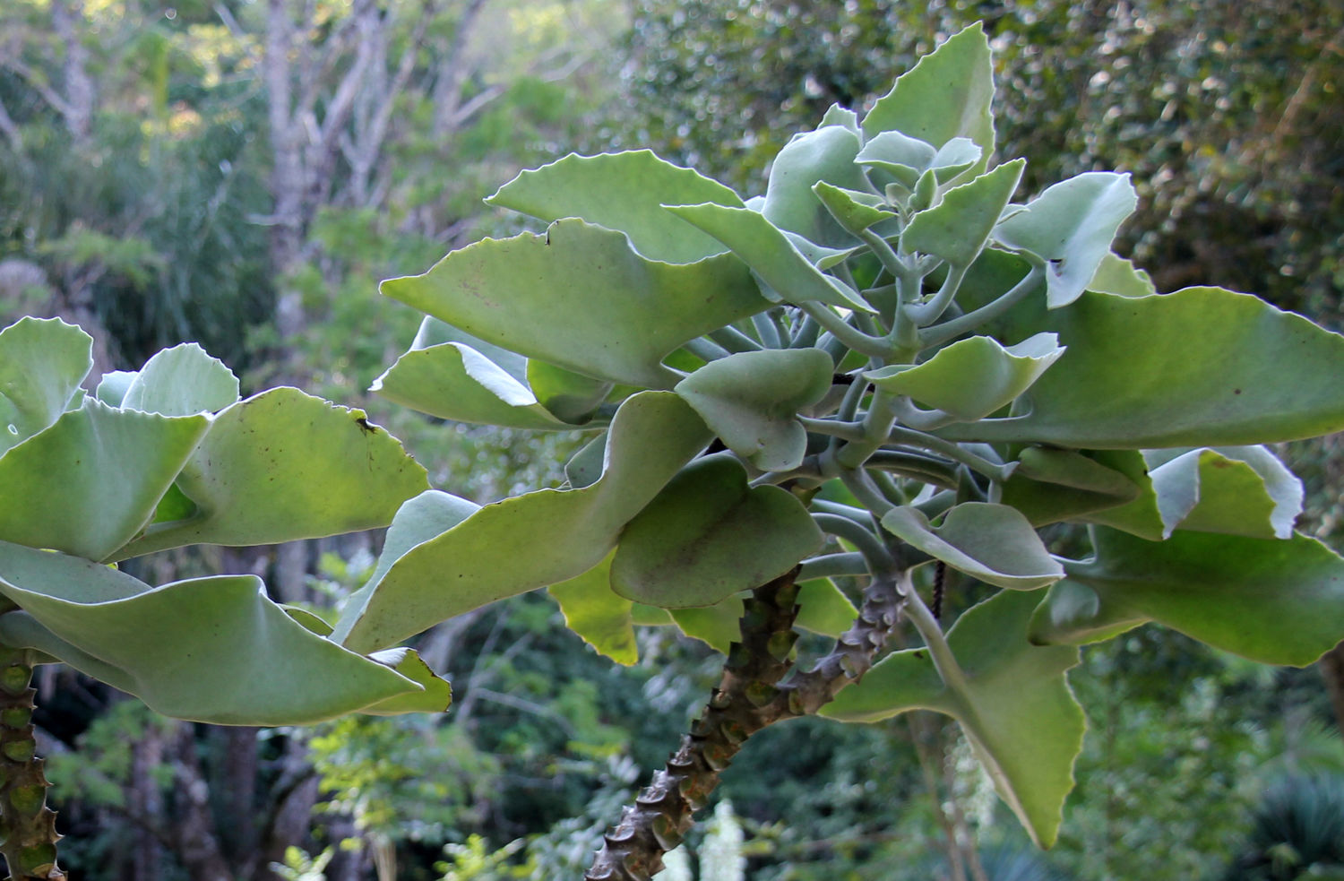 Muster Farben Formen Simbabwes Naturdesign 7