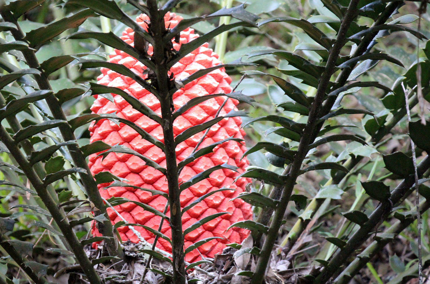 Muster Farben Formen Simbabwes Naturdesign 6