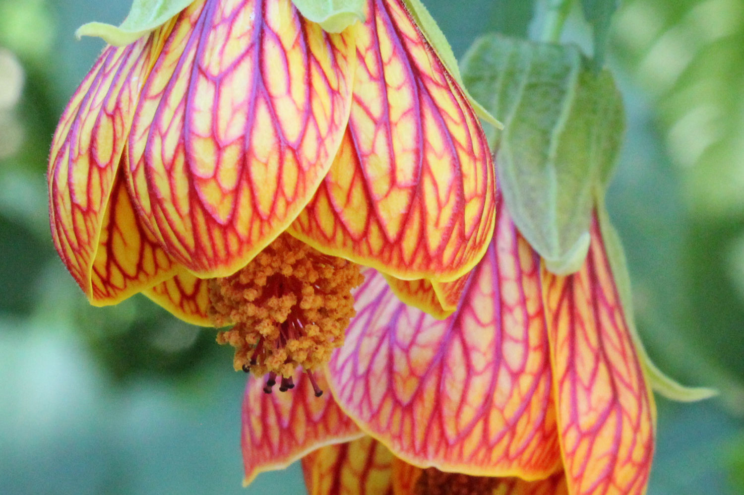 Muster Farben Formen Simbabwes Naturdesign 8