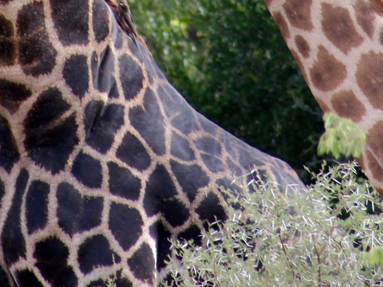 Muster Farben Formen Simbabwes Naturdesign 9