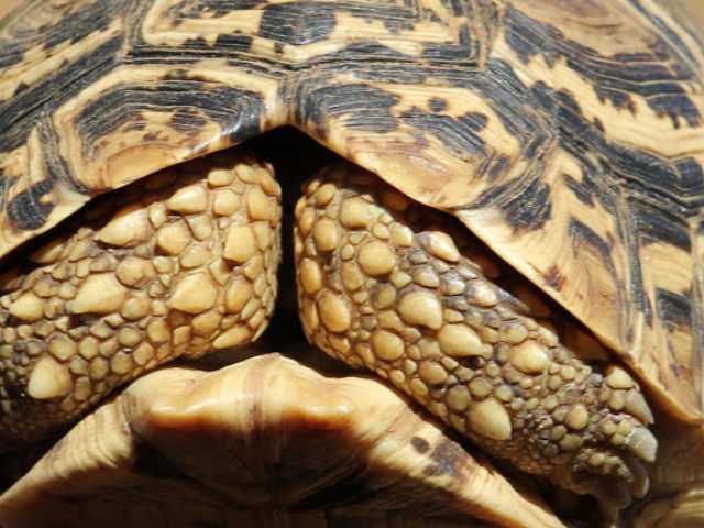 Muster Farben Formen Simbabwes Naturdesign 3