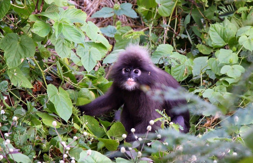 Travel Edition 4 Bamboo Bay Koh Lanta 10